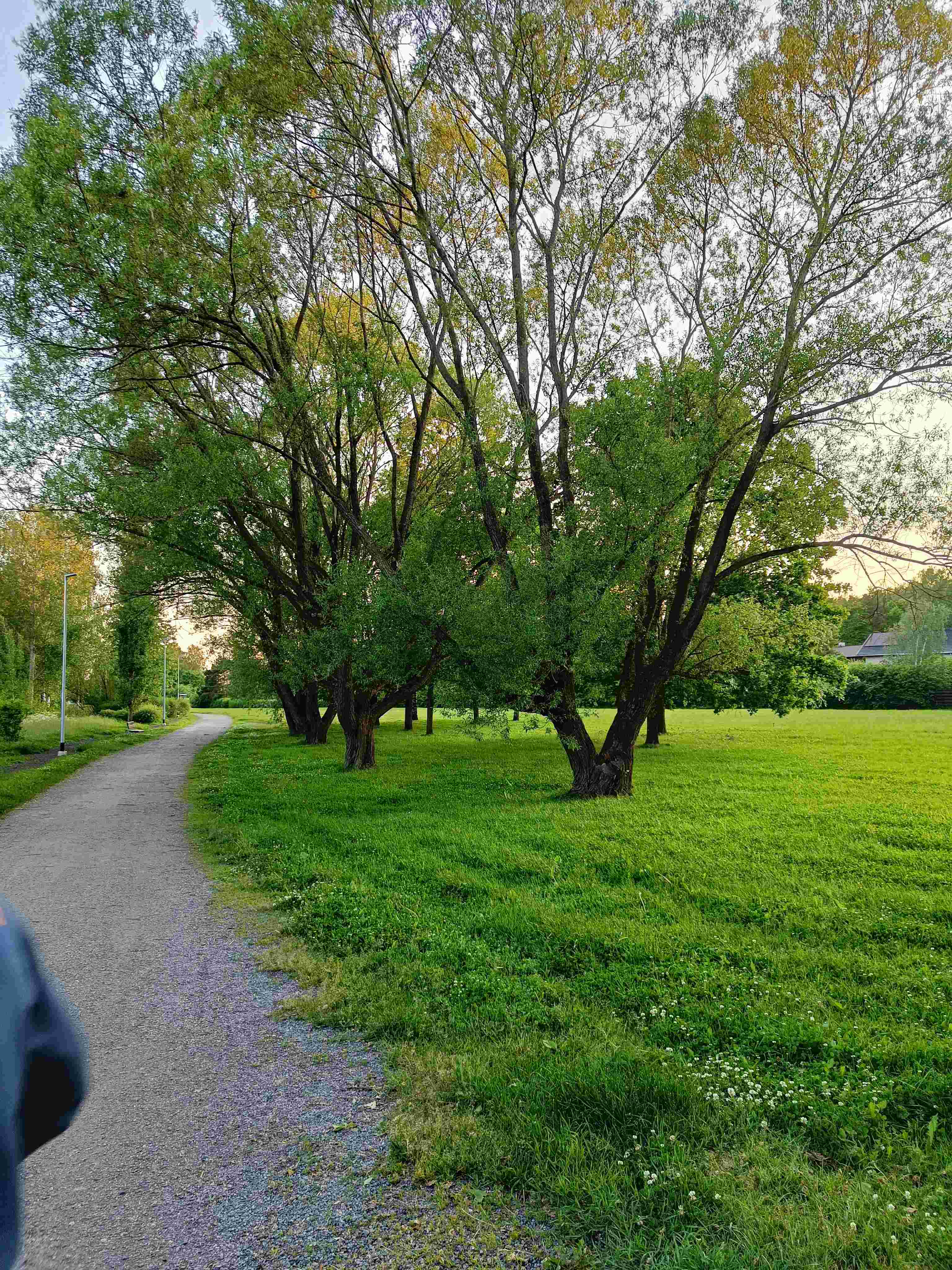Hole 9 - Hole 9 - Birch Grove Halfway